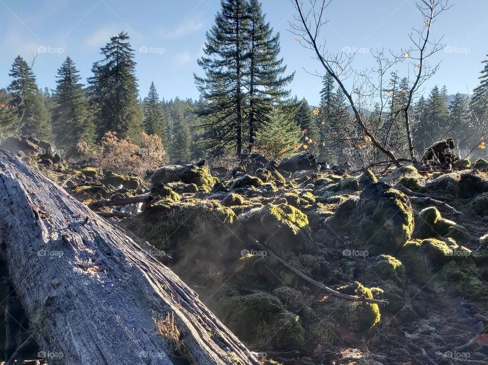 Stream rising from an old log in a field of lava rock in the forests of Western Oregon on a sunny morning as the air warms.