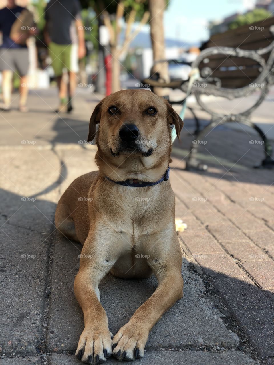 Dog relaxing on a cool sidewalk 