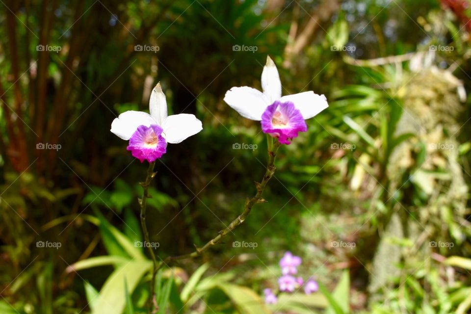 Two Orchids