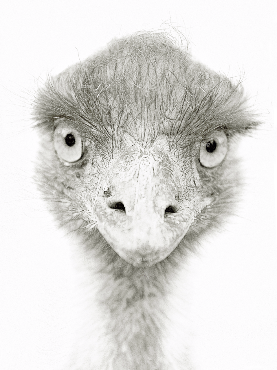 animal portrait bw ostrich by jregueira
