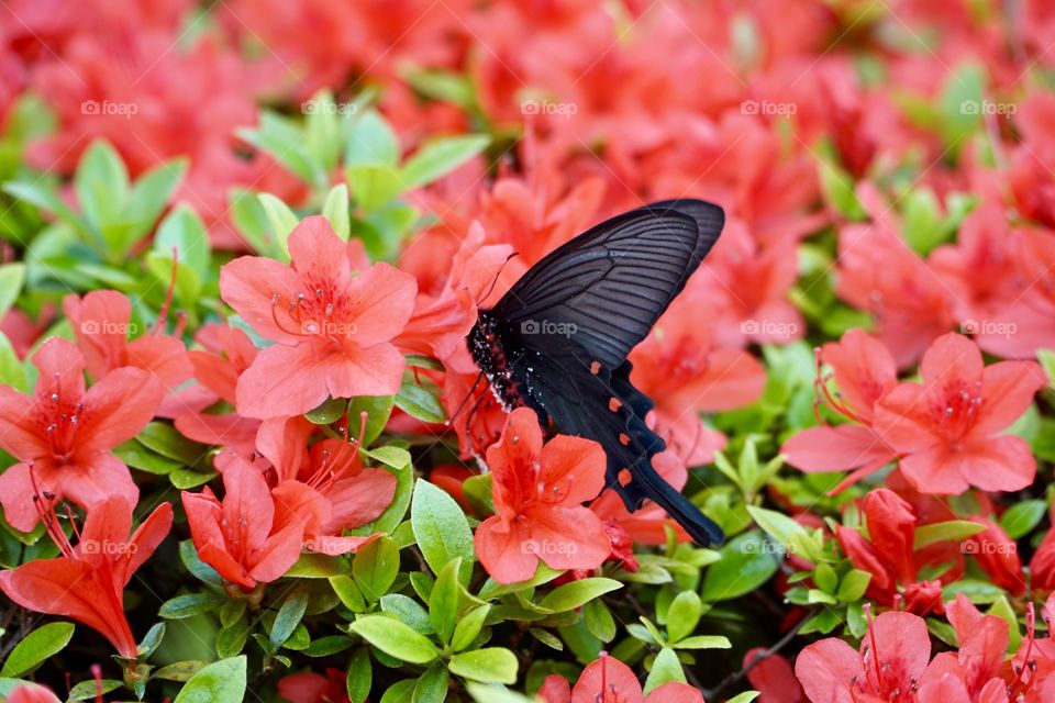 The Common Rose (Pachliopta aristolochiae). The common rose, is a swallowtail butterfly.