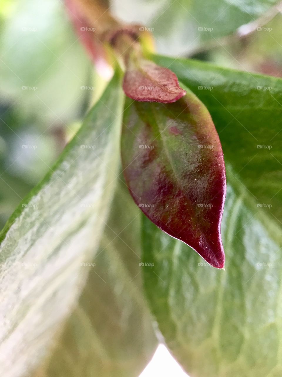 Foliage. Macro 