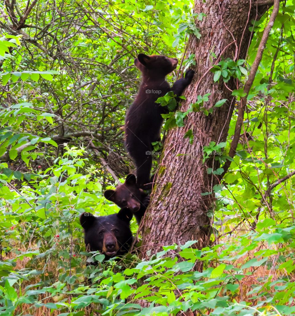 Black Bears