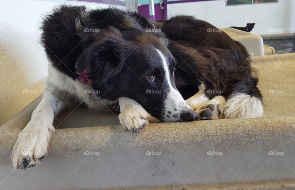 Border Collie taking a break
