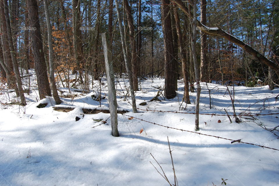 Snow in the forest