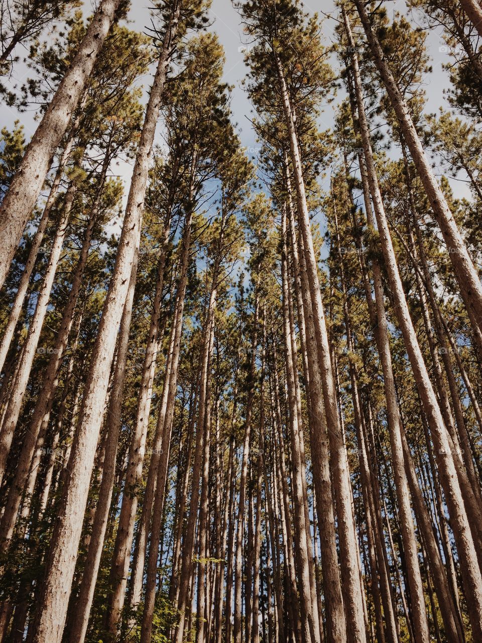 Pine tree stand