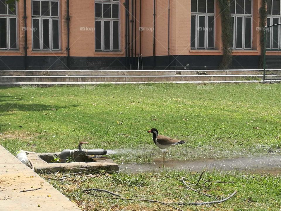 Bird having water on a hot summer day