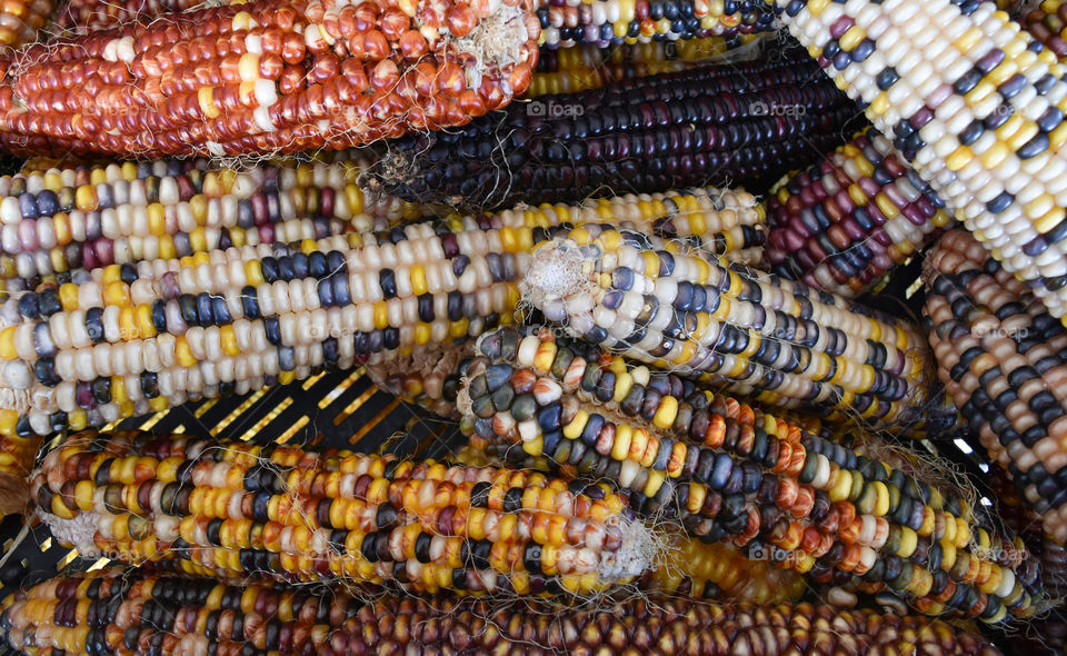 Colorful corn at the Farmer's Market