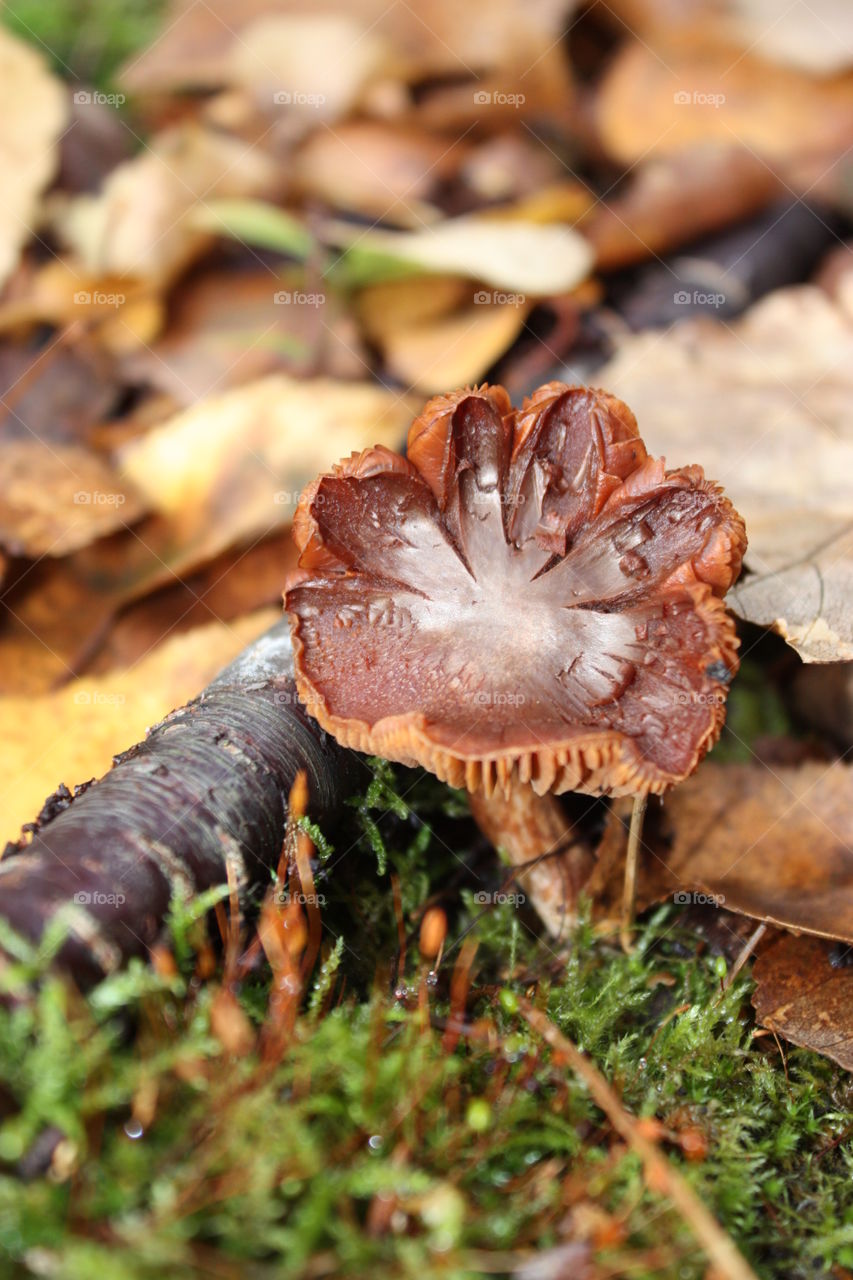 a small mushroom on the forest floor in fall