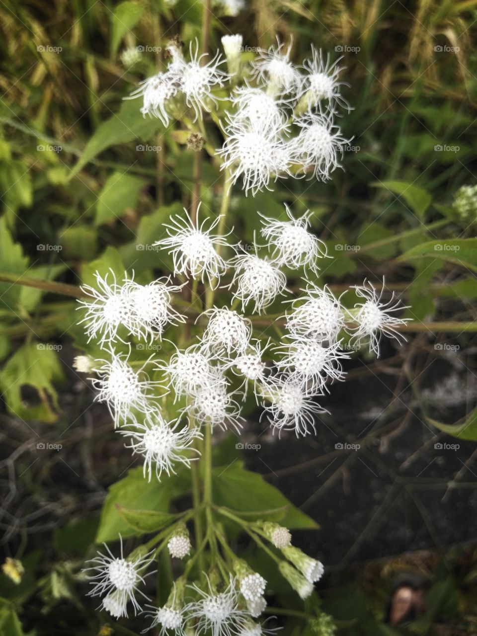 a collection of gorgeous white flowers in summer