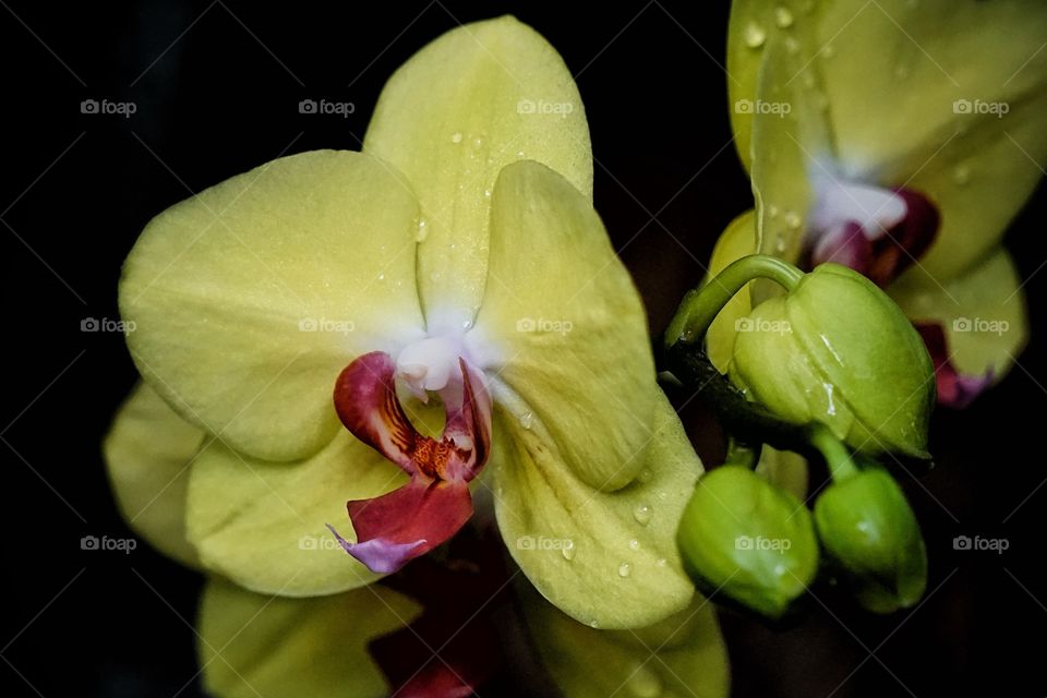 Orchid 