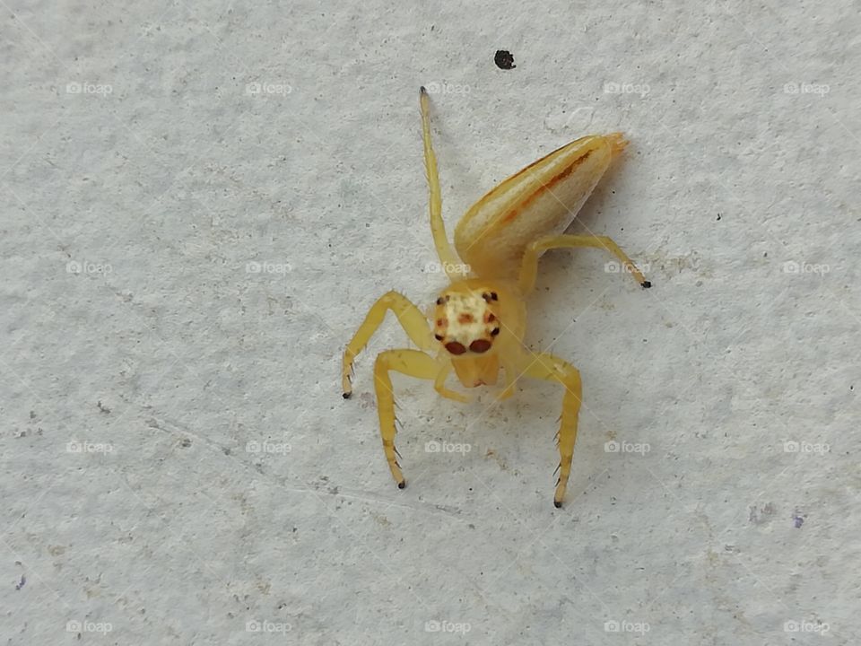 Came across with this unique spider.. It is like a cool dude wearing a sunglasses 🕷️ 😎