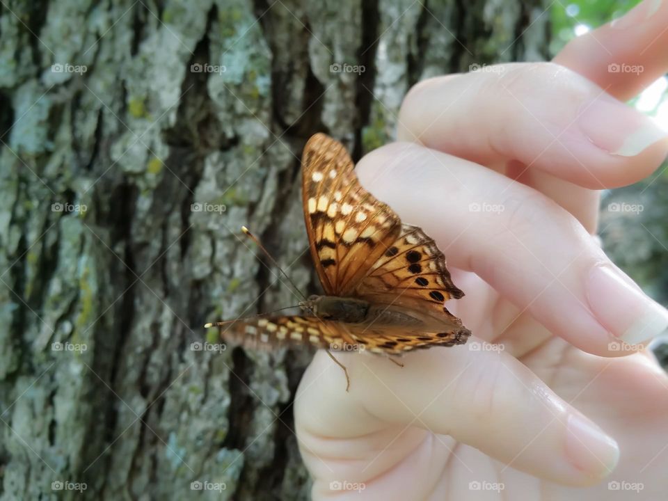 Butterfly on My Hand