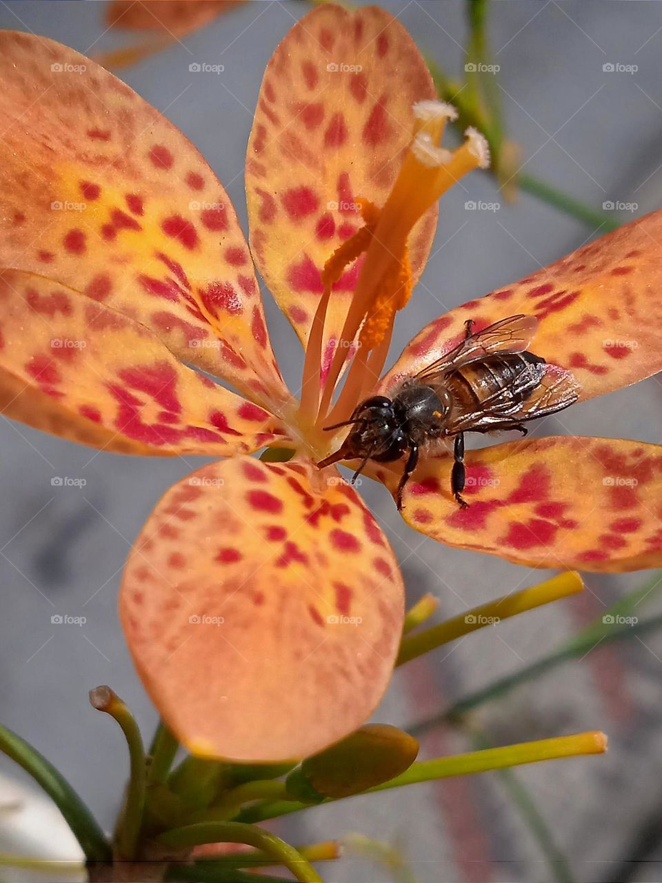 Bee pollinating