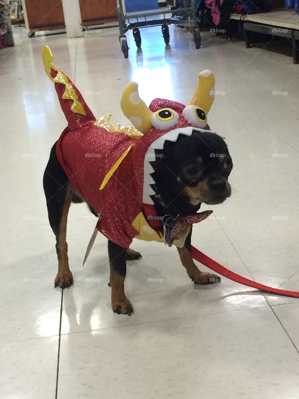 Littlest Dragon. Chihuahua dog in a dragon costume.
