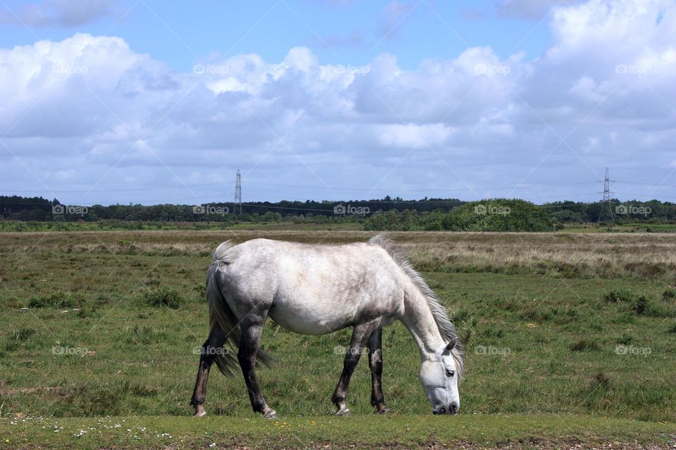 White horse