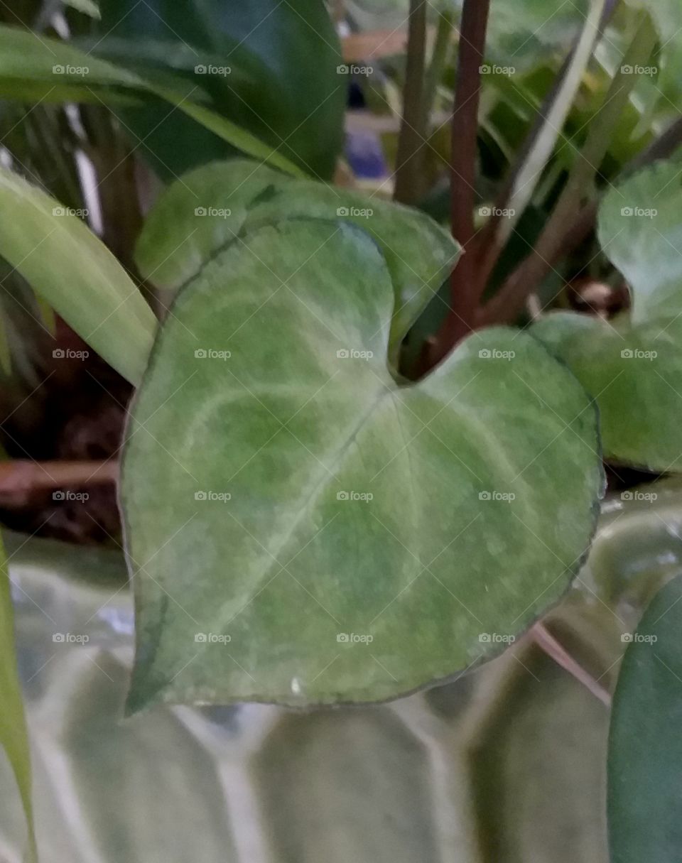 close up of green leaf in ceramic planter