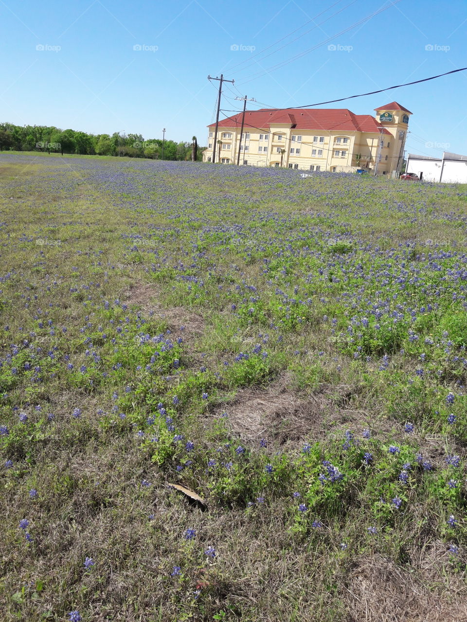 Beautiful wildflowers. Brenham,TX.