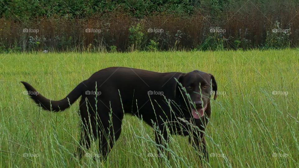 Chocolate Lab hiding in the weeds of the field while at play
