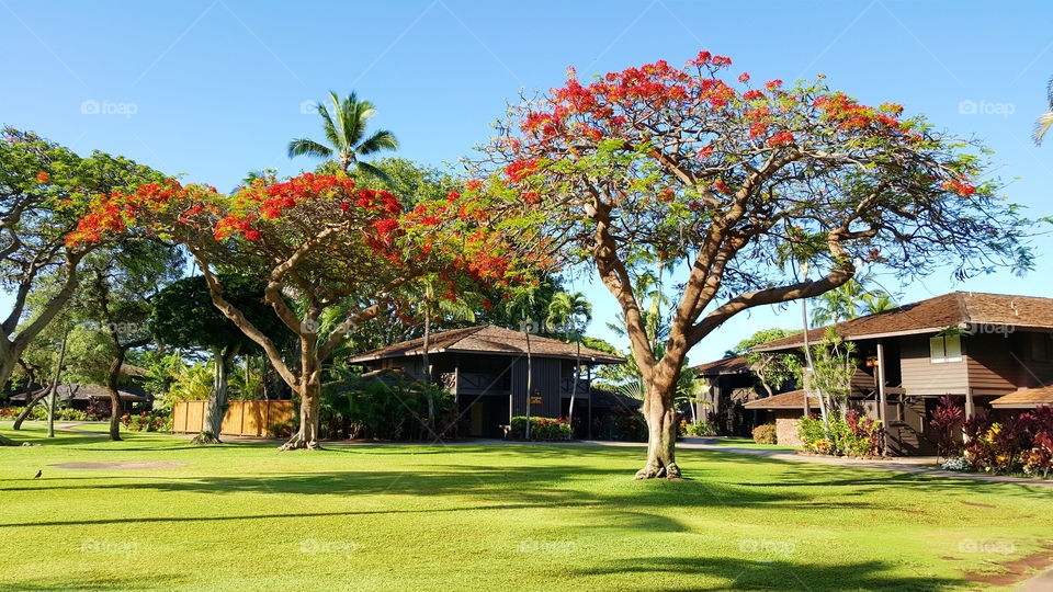 beautiful resort in maui. hotel in Maui, Hawaii