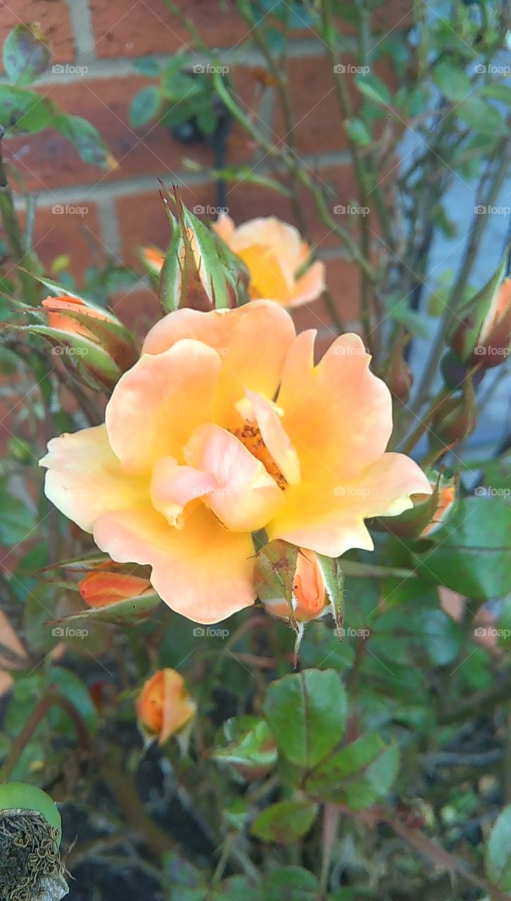 Peach rose close up!