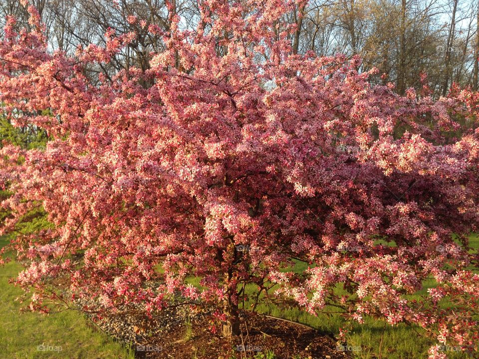 Bloom. Crab apple tree