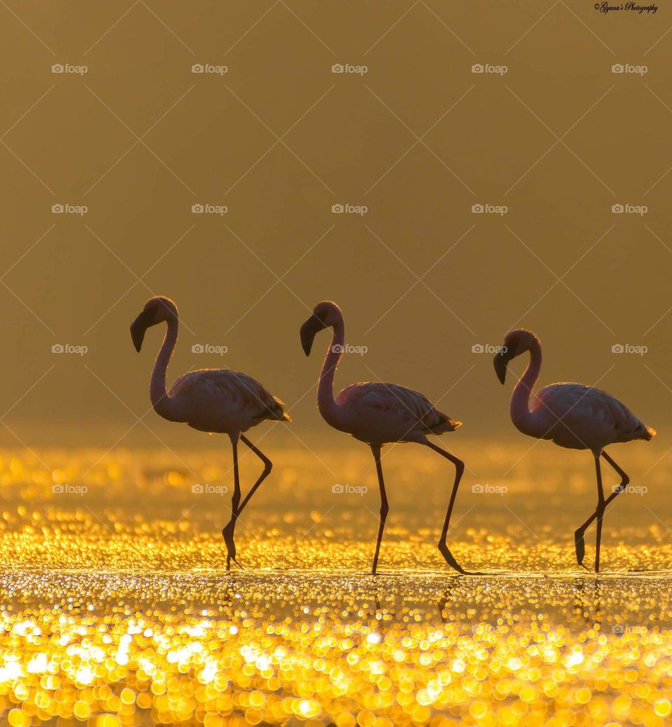 "Each sunrise a new day,brings a new hope in each one of us"
Lesser flamingos during sunrise
DOP-21/01/2019