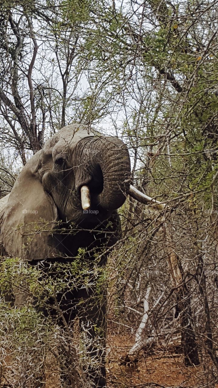 Elephant in the trees