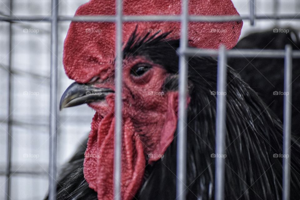 Close-up of a rooster in cage