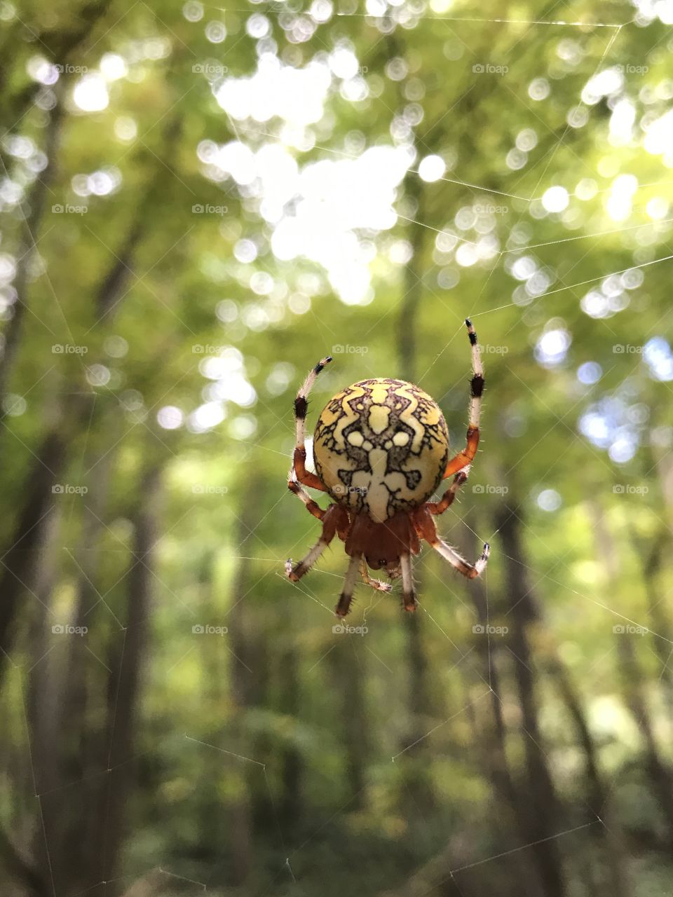 Spider waiting for its prey. 