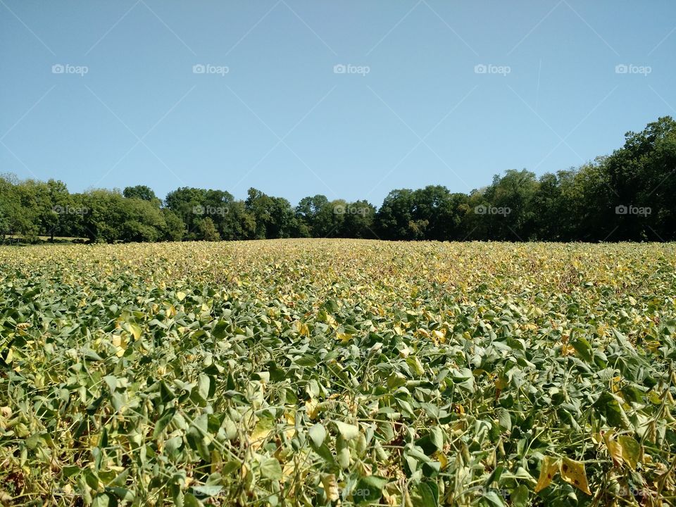 Fields of Beans