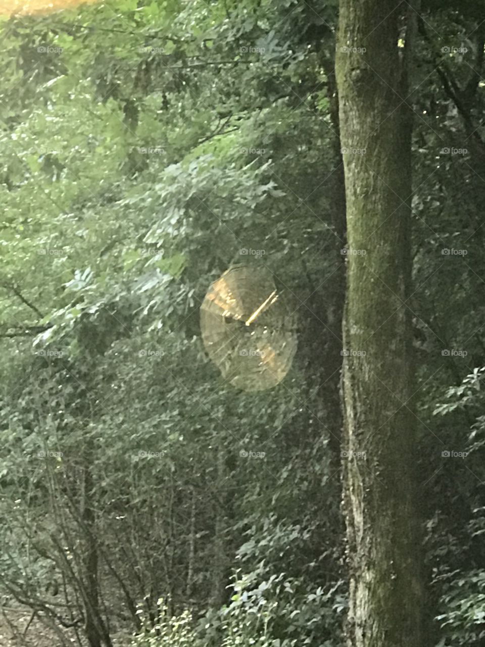 Spiderweb.  Spiderweb in morning sunlight 