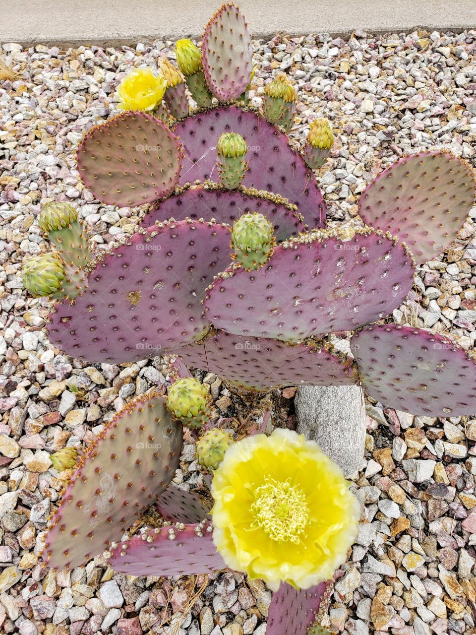 cactus in bloom