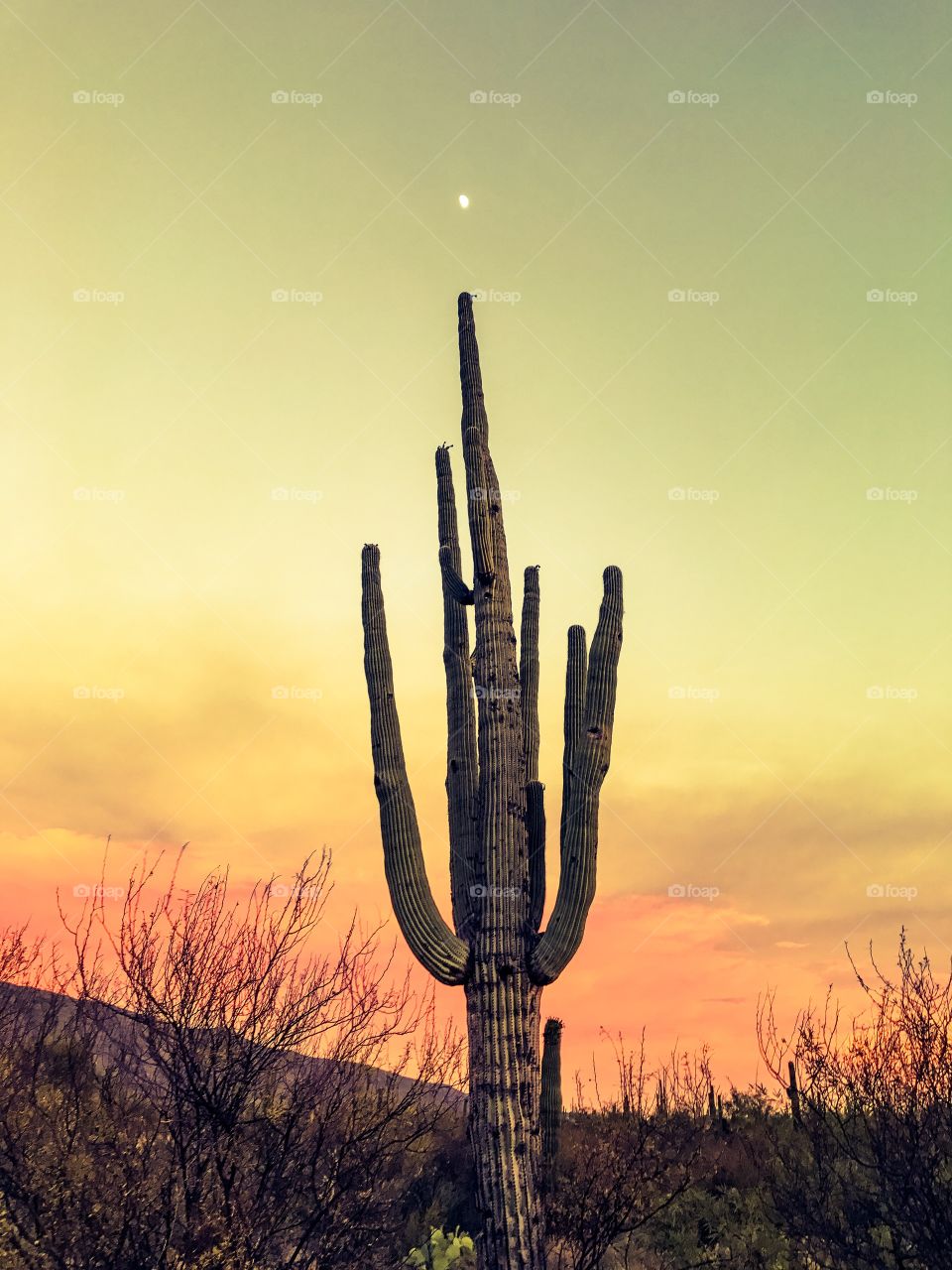 Saguaro Sunset 