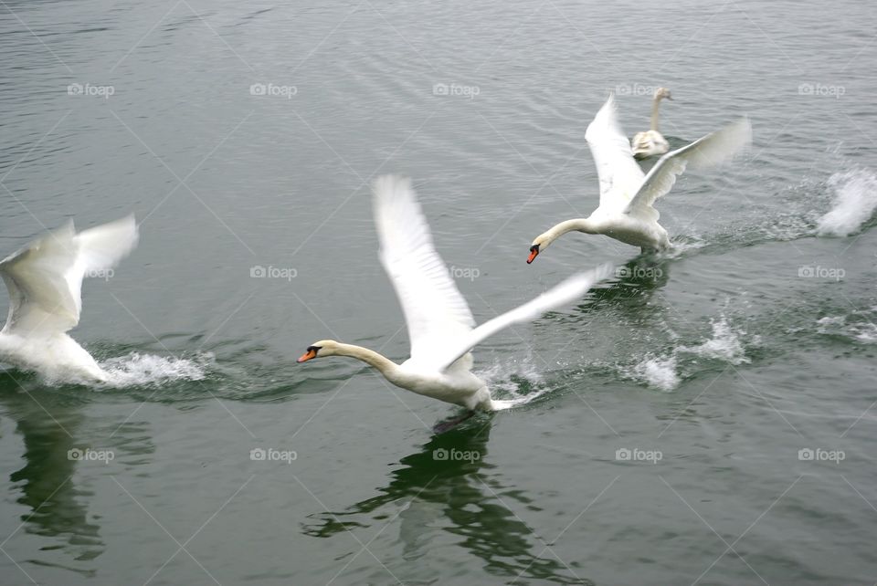 Swan in motion