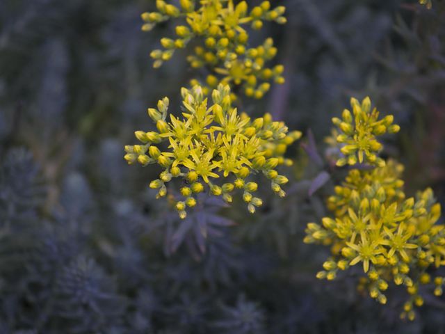 Yearn for spring