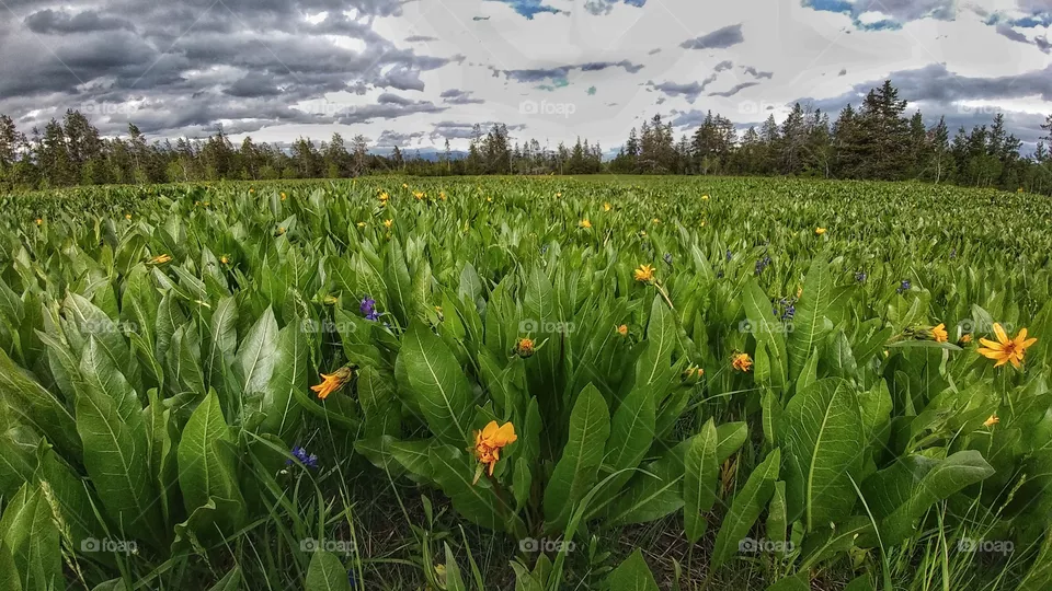 Meadow.