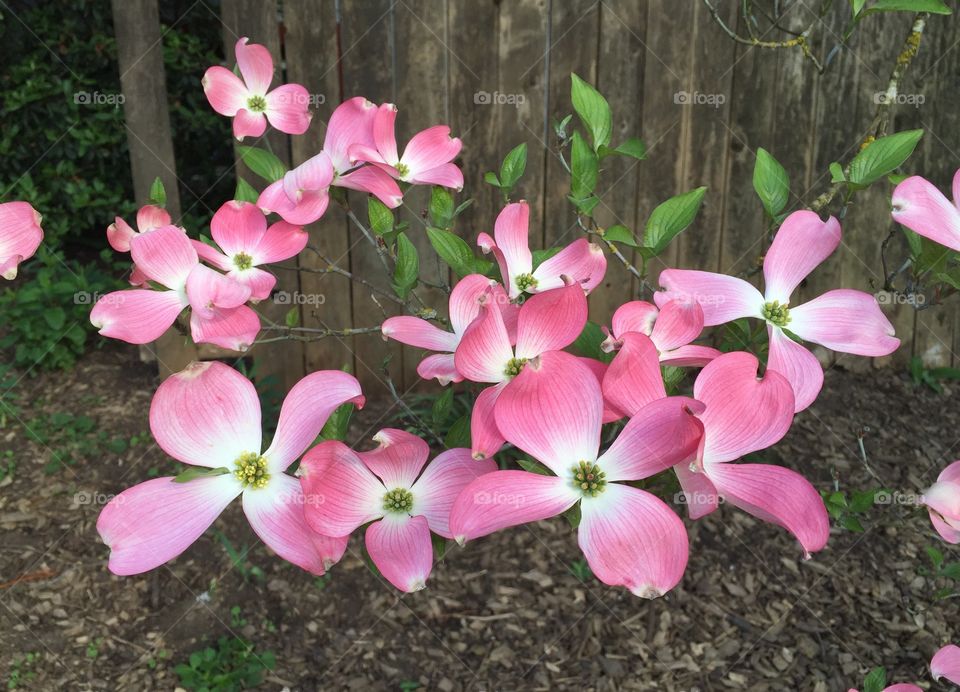 Dogwood Dream. 