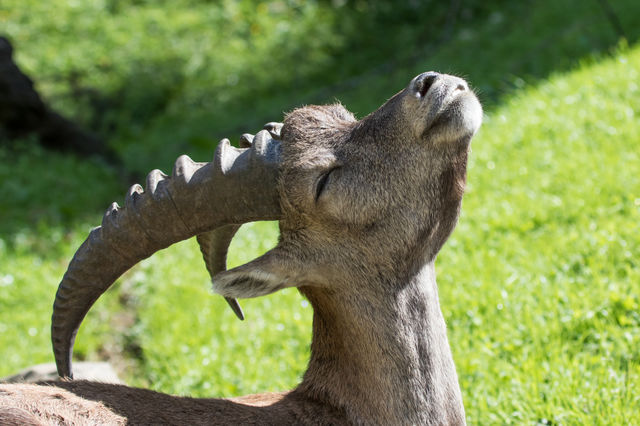 Ibex animal scratches his back and enjoying life - stenbock njuter av livet 