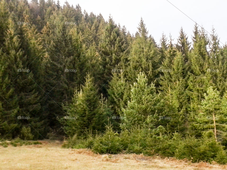 bunch of evergreen pines