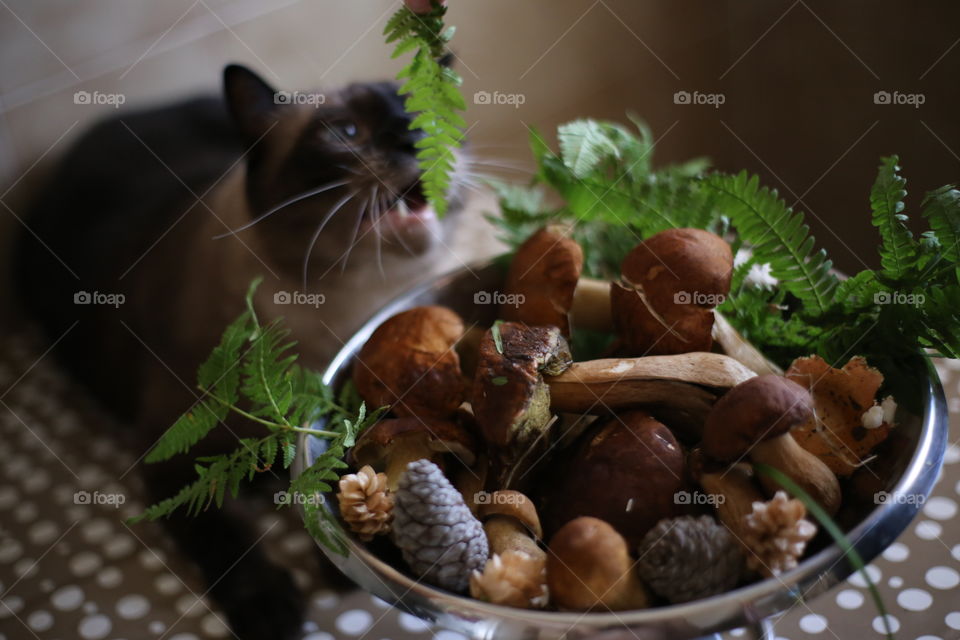 cat in the mushrooms