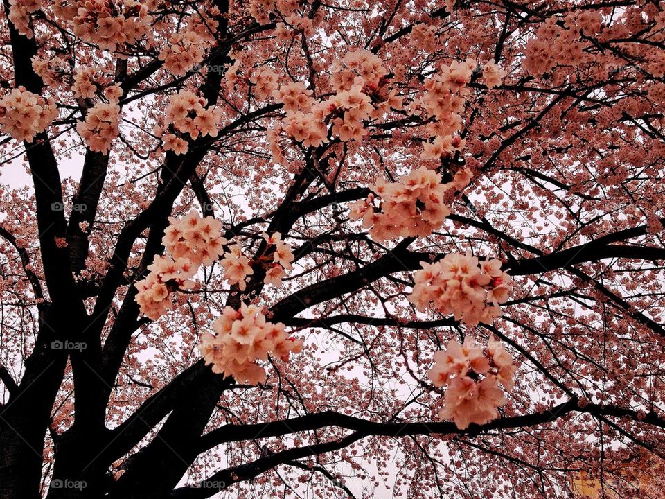 Japanese Sakura Tree, Vibrant