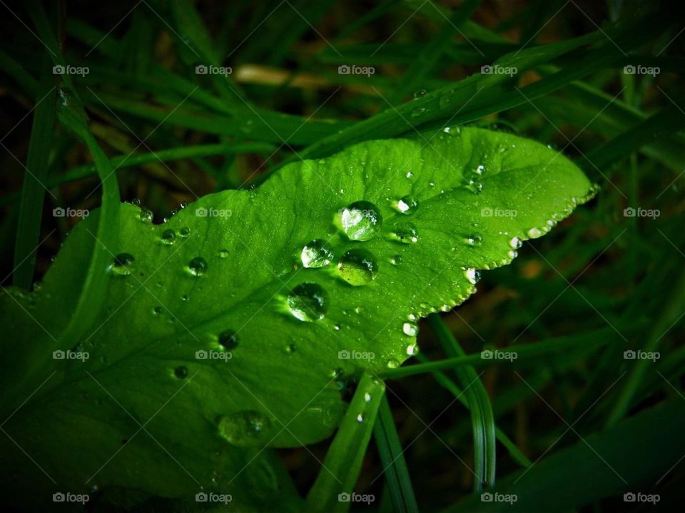 The morning dew on a leaf.