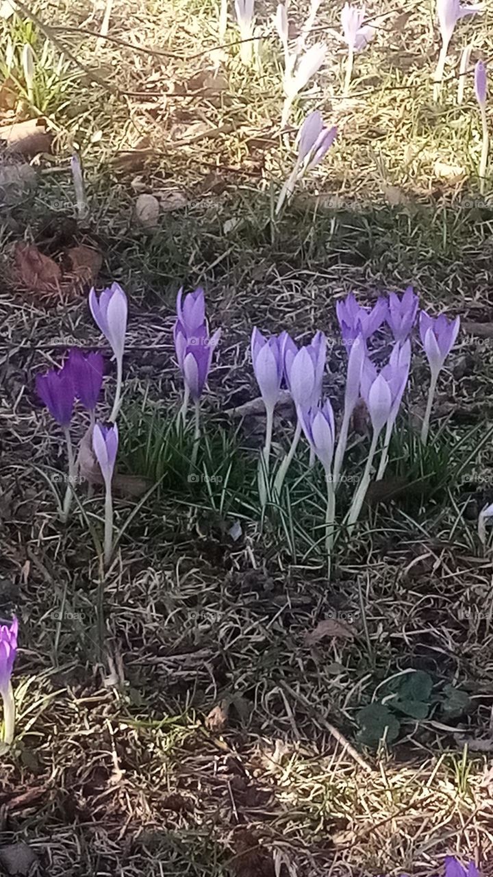 Frühling, in Februar