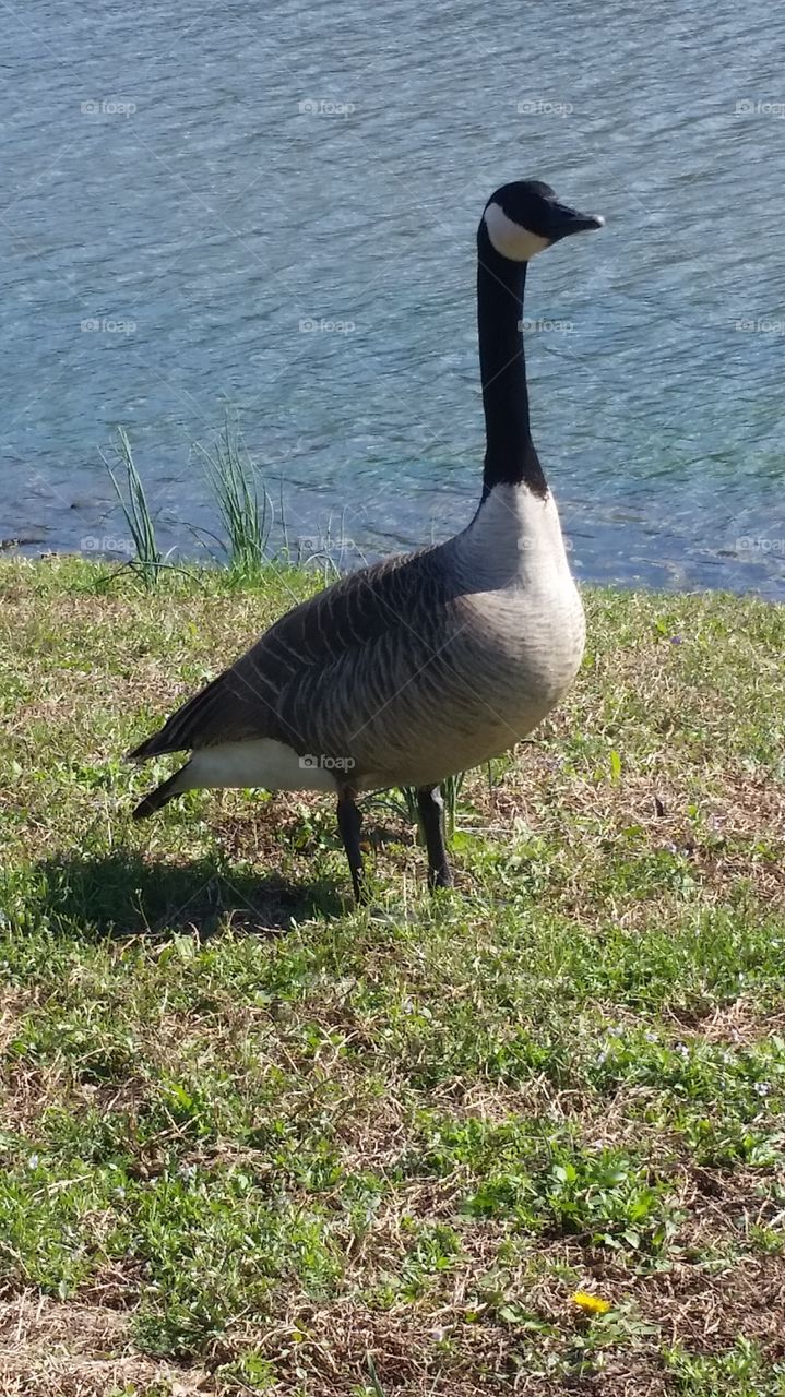 Goose at Lion's Lake