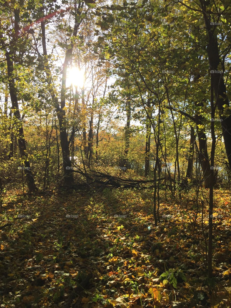 Yellow, brown and red,
Winter’s getting closer,
The trees are going to bed.