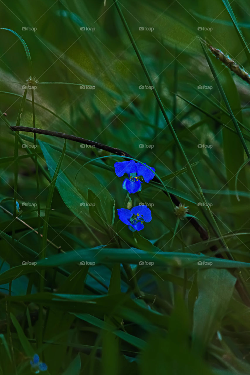 Beautifull blue flower with green leaves