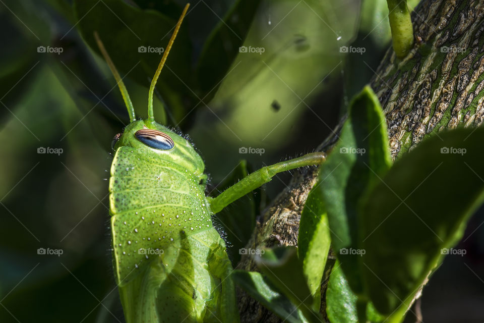 A green grasshopper hiding behind some chinotto's leaves