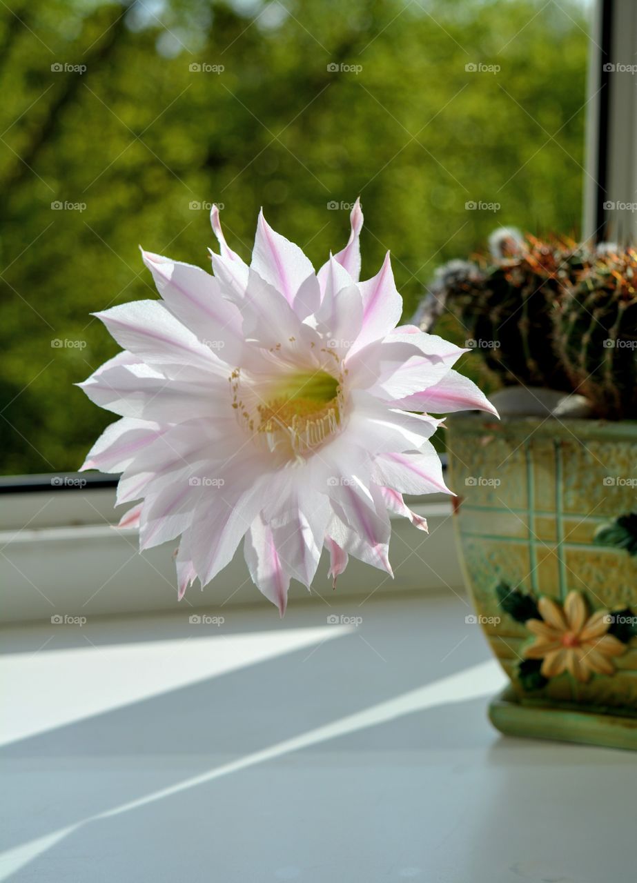 cactus flower beautiful blooming on a window house plant