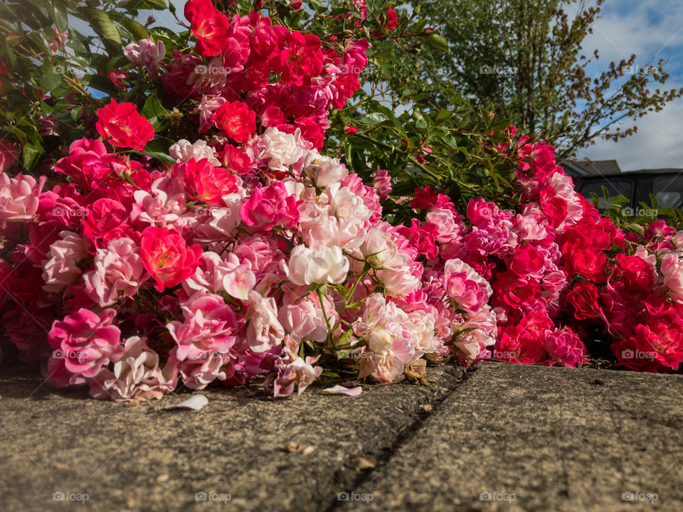 Pink Flower Rocks